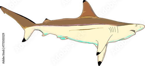 A full colored black Tip Shark