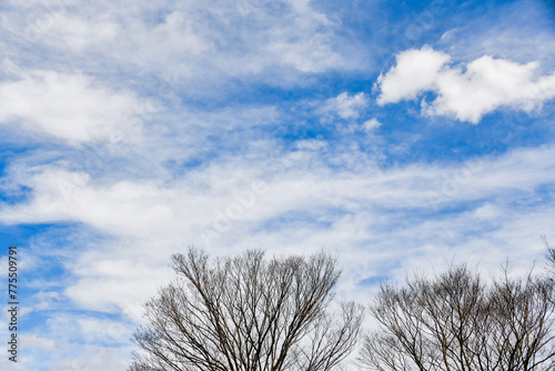 木の枝と青空と白い雲