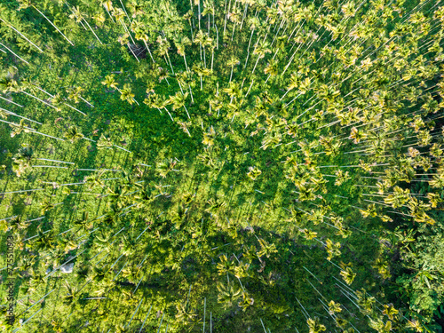 Aerial photography of betel nut plantation in Tunchang, Hainan, China in summer photo