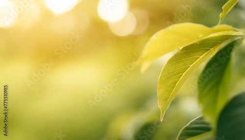 closeup of beautiful nature view green leaf on blurred greenery background in garden with copy space using as background cover page concept