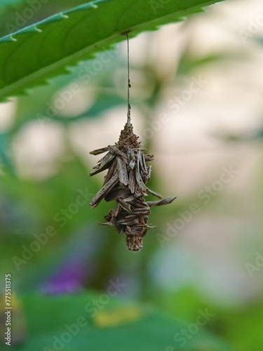 grasshopper on a branch