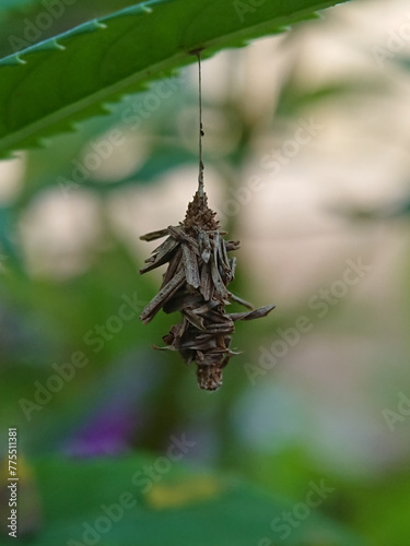 A caterpillar in his house hangs from a green leaf