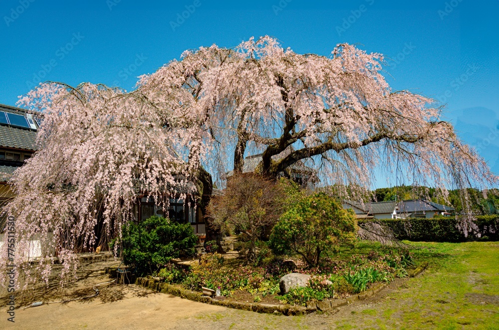 白丹の枝垂れ桜