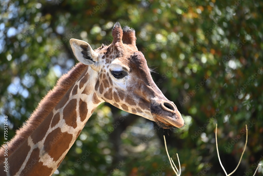 Fototapeta premium 動物園のキリン