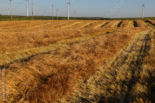 windrows of spring wheat photo