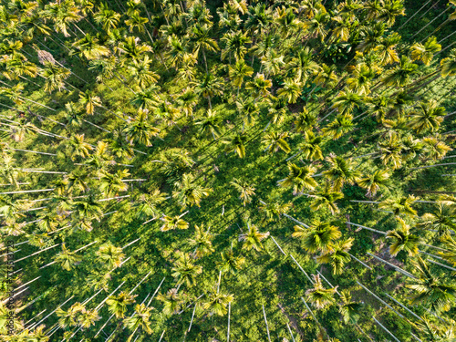 Aerial photography of betel nut plantation in Tunchang, Hainan, China in summer photo