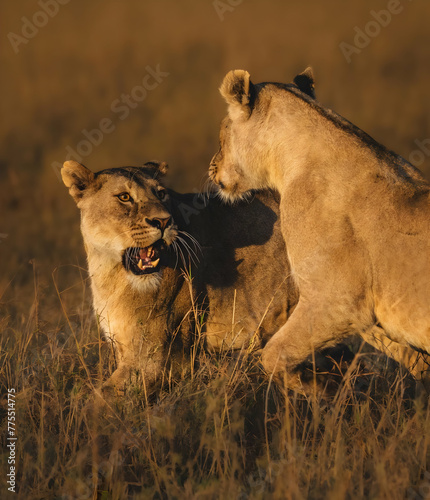 Fototapeta Naklejka Na Ścianę i Meble -  lion cub and lioness