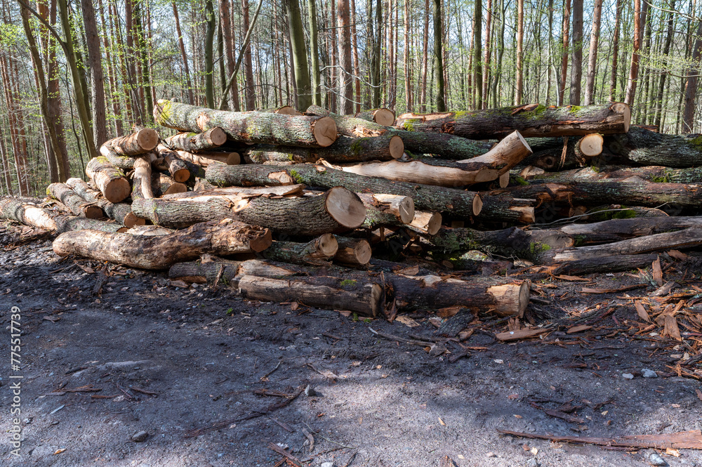 A woodpile of chopped lumber in the forest. A big pile of cut down oak trees. Deforestation. A woodpile of chopped lumber in the forest. A big pile of cut down oak trees. Deforestation.