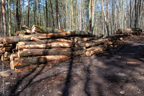 A woodpile of chopped lumber in the forest. A big pile of cut down oak trees. Deforestation.