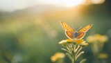 view of orange butterfly on young yellow flower with green nature blurred background with copy space using as background insect natural ecology fresh cover page concept