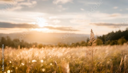 meadow landscape with bright bokeh © Ryan
