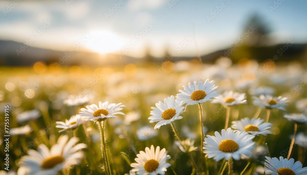 the blooming flowers are beautiful the field of colors daisy field on a clear day daisies come in white and yellow and surrounded by green grass surrounded by green nature and shining sun