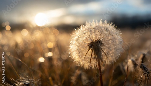 beautiful fluffy dandelion ball with dew drops on a blurry background macro photography of small details of nature