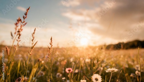nature backdrop beautiful meadow with wild flowers over sunset sky beauty nature field background with sun flare easter nature backdrop bokeh silhouettes of wild grass and flowers