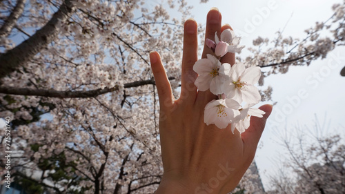 벚꽃 꽃 봄 나무 자연 flower 봄 봄날  photo