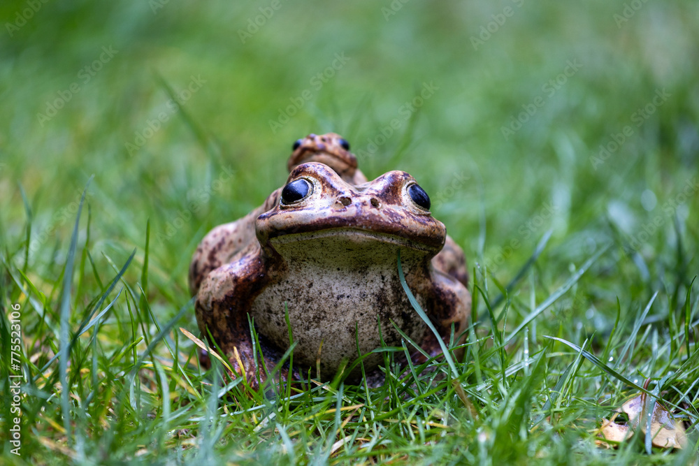 Obraz premium frog on grass