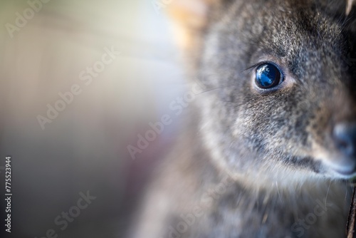 Photography Beautiful pademelon and wallaby in the Australian bush, in the blue mountains, nsw