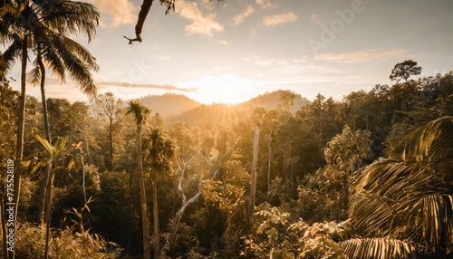 southeast asian rainforest with deep jungle photo