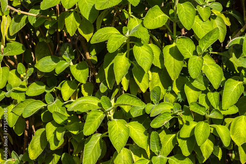 Selective focus of Boldo. Green plant named Boldo da Terra in Brazil. Plant used to make tea e products medicinais; photo