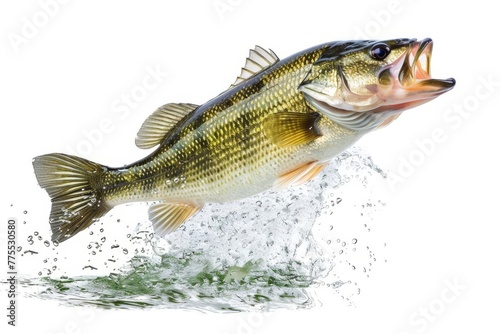 Fresh largemouth bass fish jumping out of water, isolated on white background, photo illustration