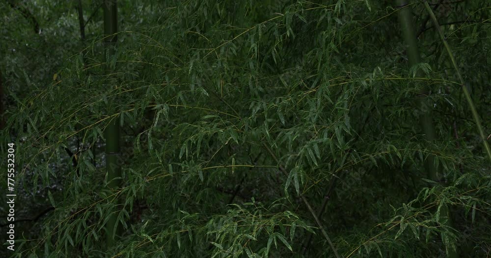 雨の森の新録の竹林の風景 雨の森の新録の竹林の風景