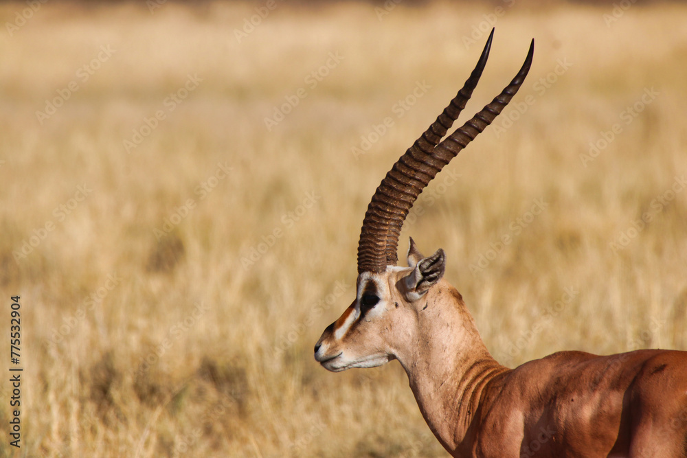 Naklejka premium Close up of a Grants Gazelle with its scimitar like antlers or horns at the Buffalo Springs Reserve in Samburu County, Kenya