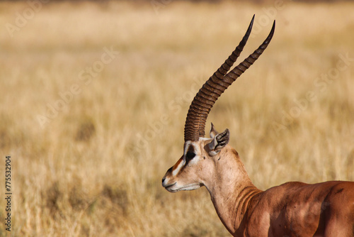 Close up of a Grants Gazelle with its scimitar like antlers or horns at the Buffalo Springs Reserve in Samburu County, Kenya photo