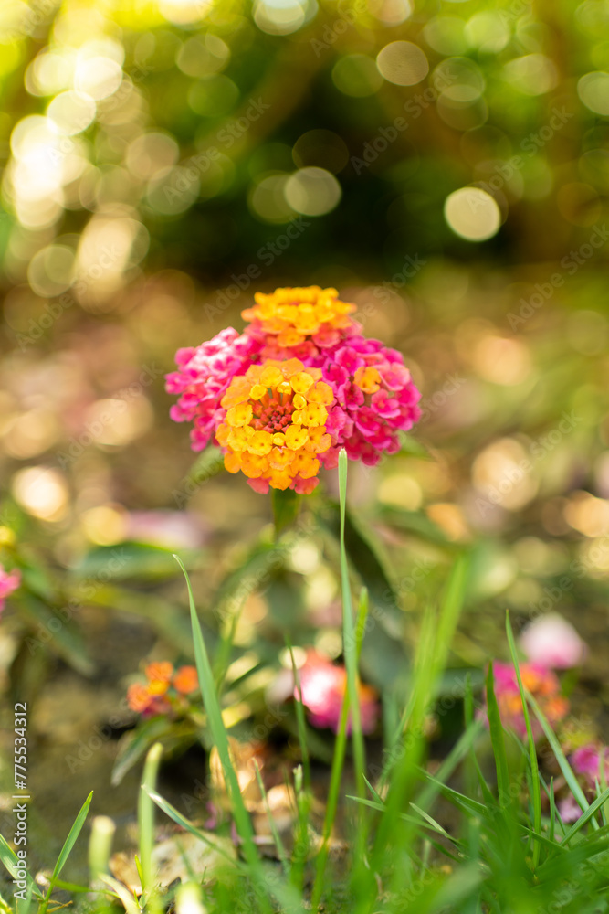 Obraz premium Flowers and trees