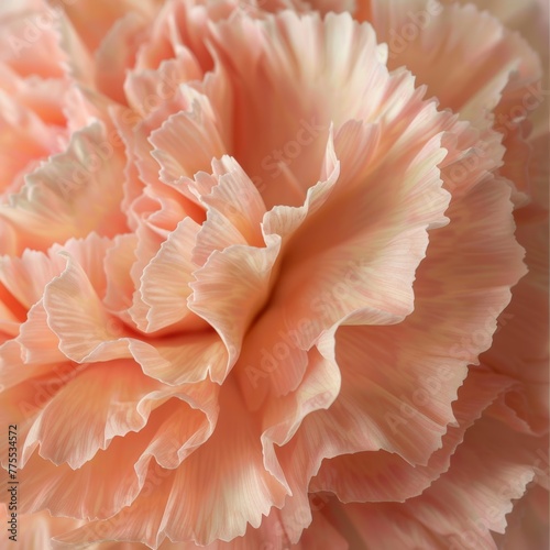 Focus on the texture of the carnation's fringed petals, emphasizing their unique look and soft fee