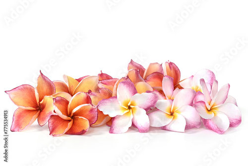 Close-up of colorful frangipani flower isolated on a white background