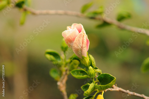 A Hybrid Hibiscus Bud