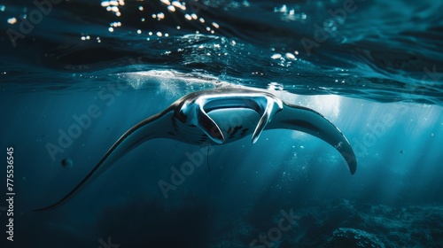 Capture the majesty of encountering a graceful manta ray gliding through the ocean photo
