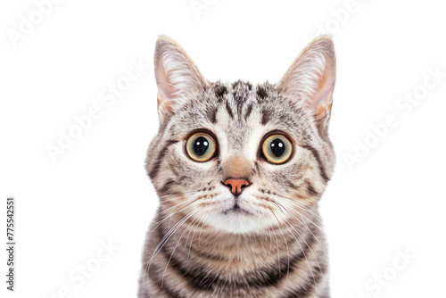 American Shorthair cat looking curiously at the camera, Isolated on a transparent background. © venusvi
