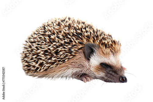 bellyspot hedgehog, Isolated on a transparent background.