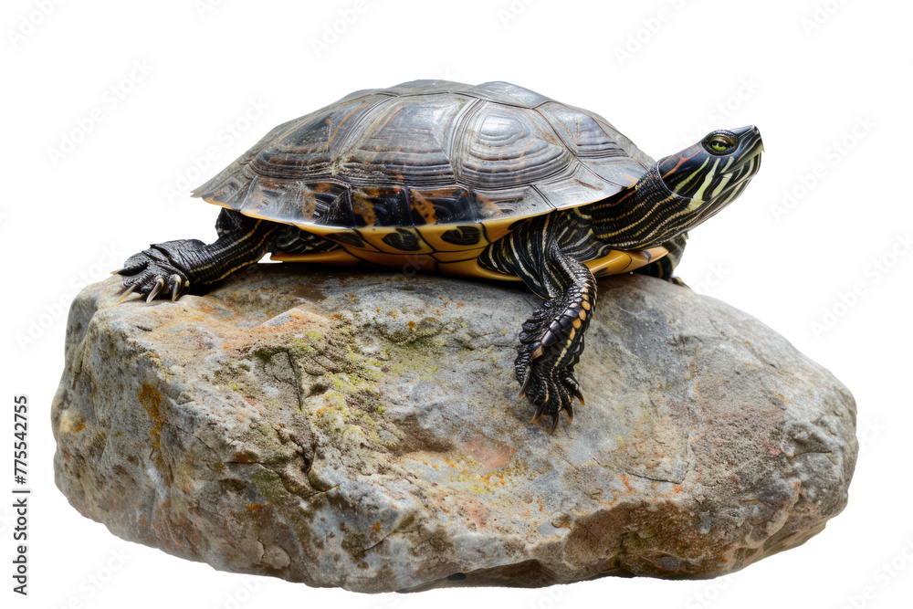 freshwater turtle basking on a rock, Isolated on a transparent background. freshwater turtle basking on a rock, Isolated on a transparent background.
