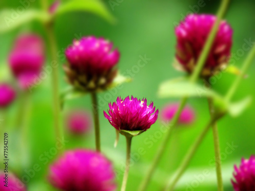 Globe amaranth plant in purple bloom