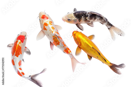 Colorful koi fish swimming,Isolated on a transparent background.