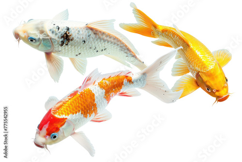 Colorful koi fish swimming,Isolated on a transparent background. photo