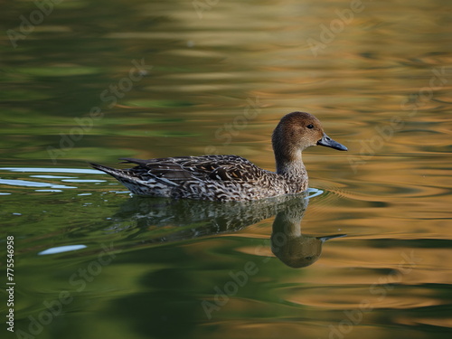 水面に浮かぶ水鳥