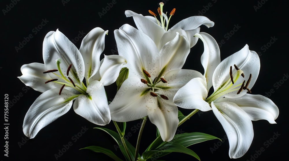 Delicate white lily flowers in full bloom, isolated on black background, studio shot Delicate white lily flowers in full bloom, isolated on black background, studio shot