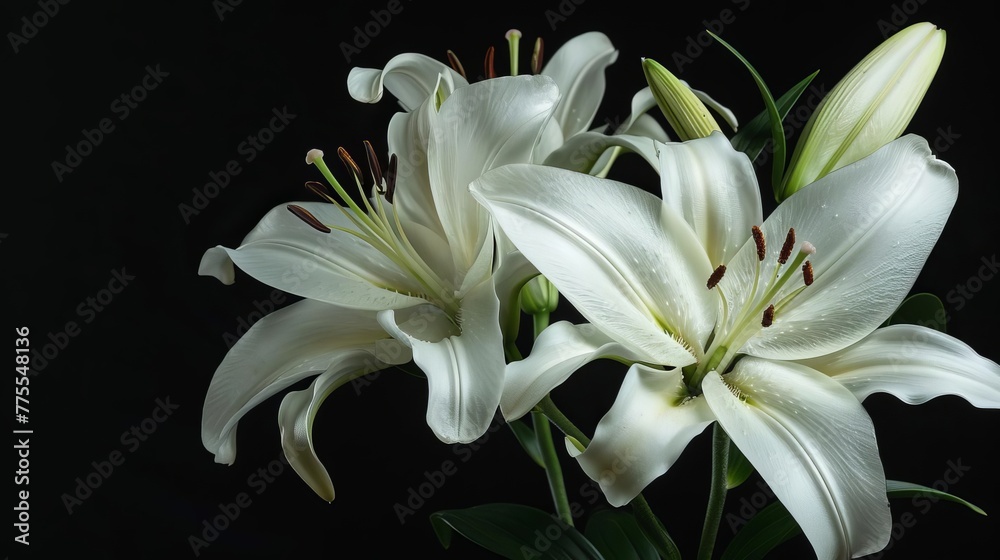 Fototapeta premium Delicate white lily flowers in full bloom, isolated on black background, studio shot