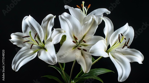 Delicate white lily flowers in full bloom, isolated on black background, studio shot