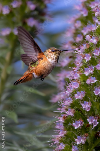 Closeup of a flying hummingbird 