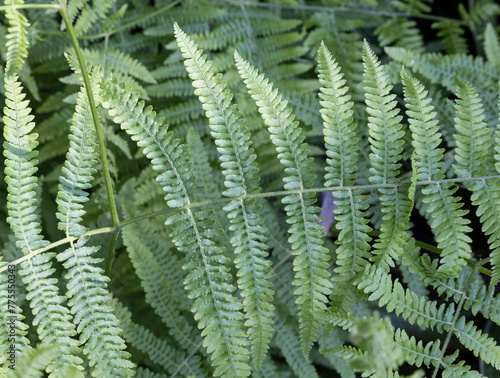 Pteridium aquilinum, also known as common bracken, or eagle fern,