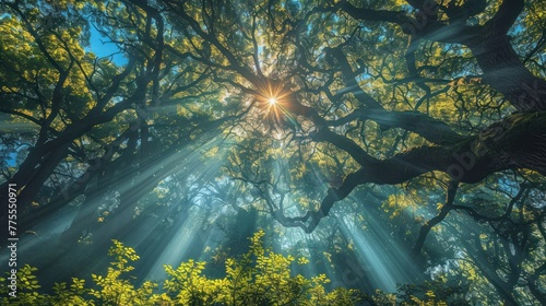 Sunburst Through the Verdant Canopy of an Old Oak