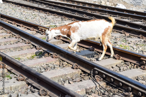 View of train Railway Tracks from the middle during daytime at Kathgodam railway station in India, Train railway track view, Indian Railway junction, Heavy industry photo