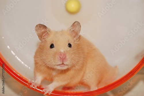 Golden hamster poses in a wheel photo