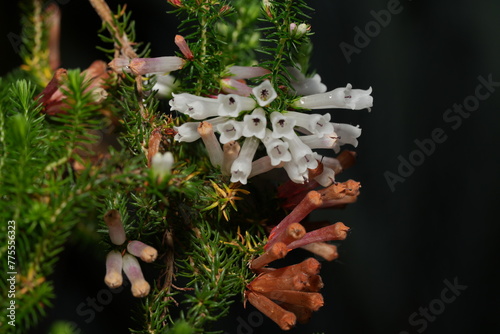 Erica curviflora L., commonly known as the Curved Heath, is a species of flowering plant in the family Ericaceae.|歐石楠 photo