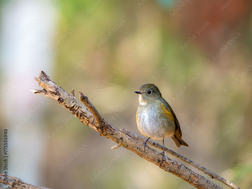 木陰で枝に留まっているルリビタキ