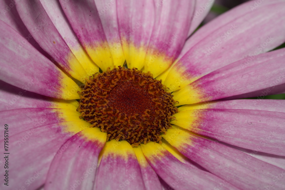 Glebionis carinatum, formerly known as Chrysanthemum carinatum and commonly referred to as the Tricolor Chrysanthemum or Painted Daisy, is a species of flowering plant in the Asteraceae family. | 花環菊 Glebionis carinatum, formerly known as Chrysanthemum carinatum and commonly referred to as the Tricolor Chrysanthemum or Painted Daisy, is a species of flowering plant in the Asteraceae family. | 花環菊